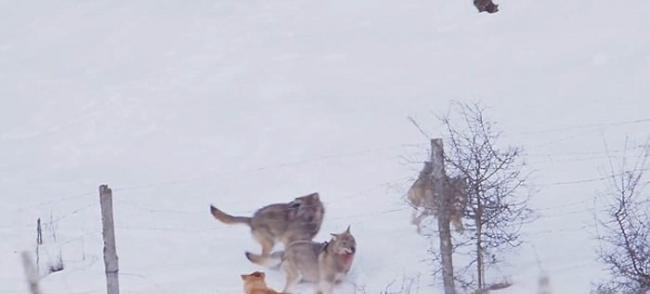 意大利一只小狗雪地中遭3只狼围攻 以寡敌众成功逃出生天