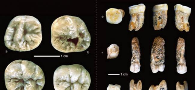 龙骨洞遗址发现的古人类牙齿化石（刘武供图）
