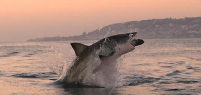 大白鲨跃出南非莫塞尔湾海面噬食猎物