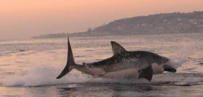 大白鲨跃出南非莫塞尔湾海面噬食猎物