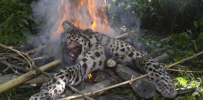 之前在印度东北阿萨姆邦Kalgaon地区，当地人用棍棒将误入的印度猎豹打到七孔流血，并放火焚烧尸体。