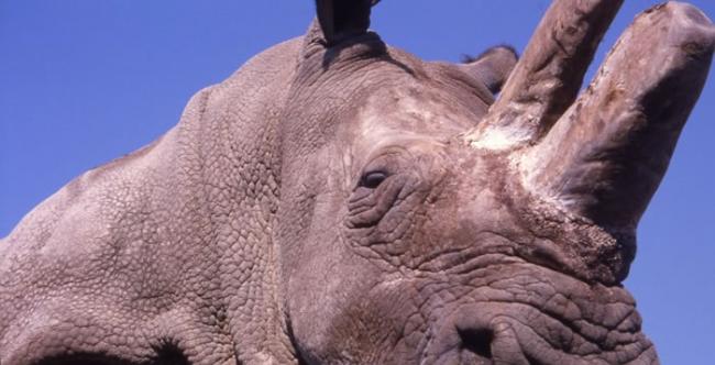 为了消除盗猎的诱因，保育组织已为苏丹脱去犀牛角。