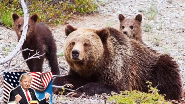 新例颁布后，更多灰熊将被猎人以非人道方式猎杀。