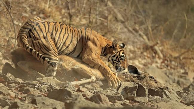 英国摄影师苦候660小时终于成功捕捉印度老虎捕猎一头鹿的过程