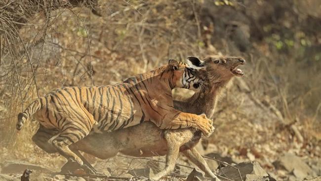 英国摄影师苦候660小时终于成功捕捉印度老虎捕猎一头鹿的过程