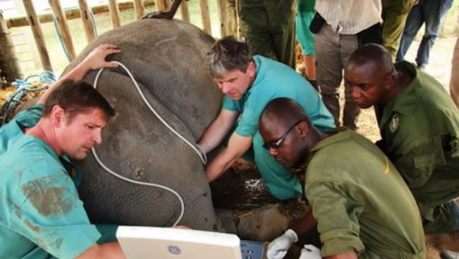 保育人员从苏丹采集精子，以延续北方白犀牛的血脉。