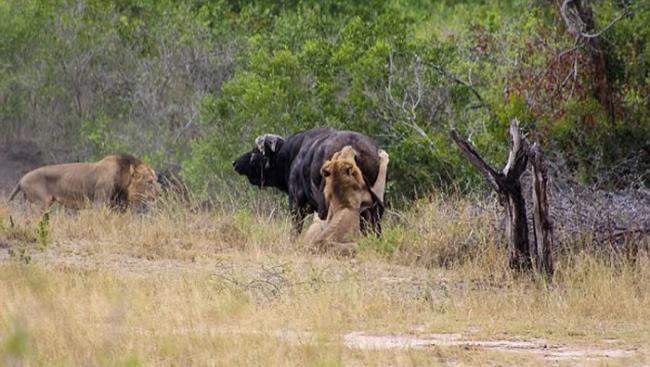 南非克鲁格国家公园水牛刺穿汽车轮胎吓退狮子