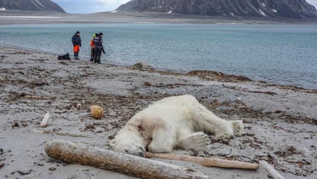 谁的错？游客登岛闯栖息地 挪威北极熊伤人被枪杀