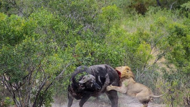南非克鲁格国家公园水牛刺穿汽车轮胎吓退狮子