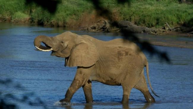 肯尼亚接连发生大象踩死人事件。（资料图片）