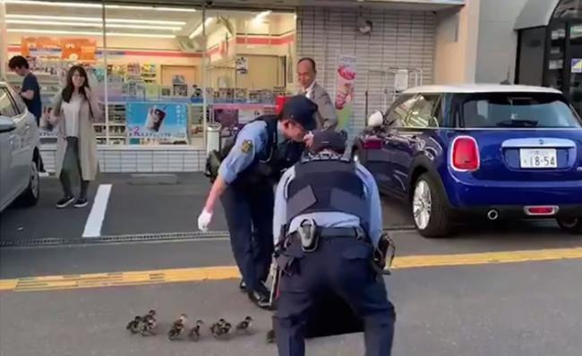 日本北海道警察拿着指示牌为一队“小鸭团”护航获激赞