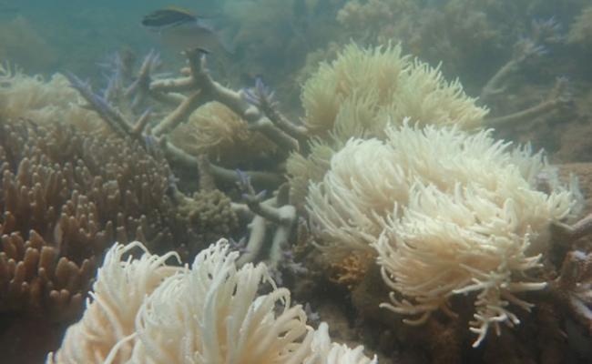 专家指大堡礁近日受破纪录热浪侵袭，珊瑚白化加剧。