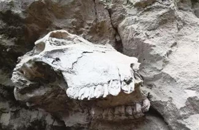 宁夏彭阳县村民在半山腰取土挖出30多公分长神秘“龙骨”