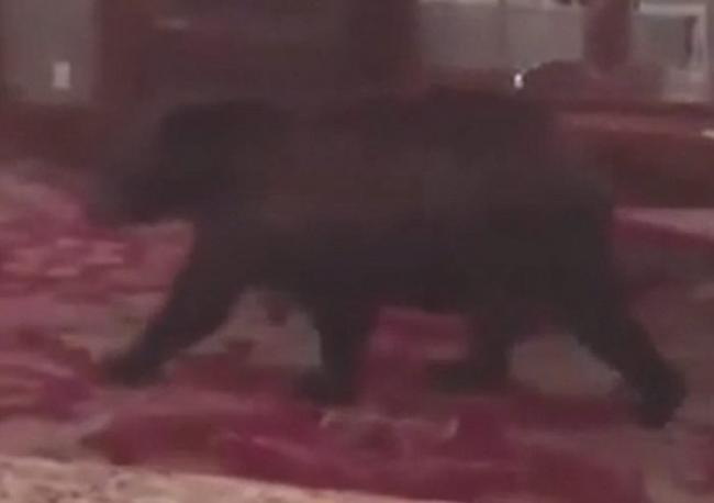 黑熊夜闯美国科罗拉多州猛鬼酒店