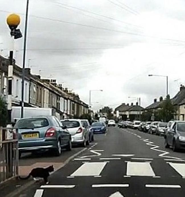 英国聪明猫遵守交通规则过马路走斑马线