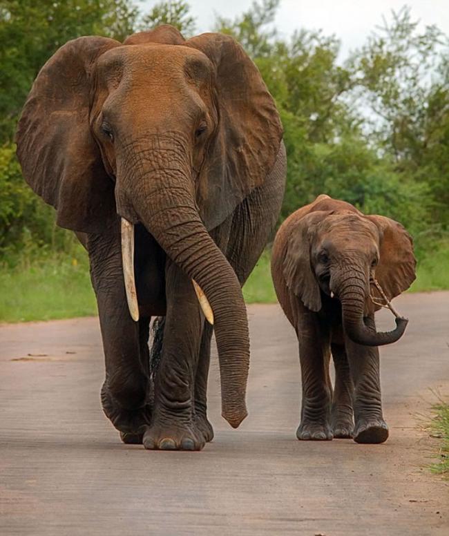 南非克鲁格国家公园捕获最壮观的大象巨乳镜头