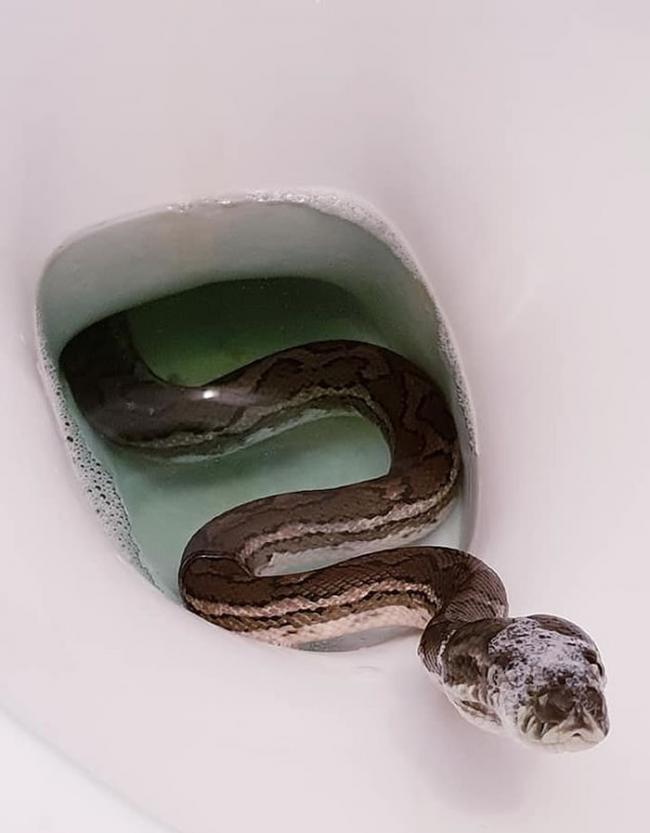 澳洲男子早上上厕所却发现马桶里钻出一条蟒蛇