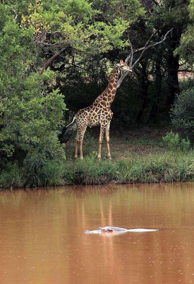 电影导演卡洛斯・卡瓦略（Carlos Carvalho）在南非拍摄时遭长颈鹿攻击不幸身亡