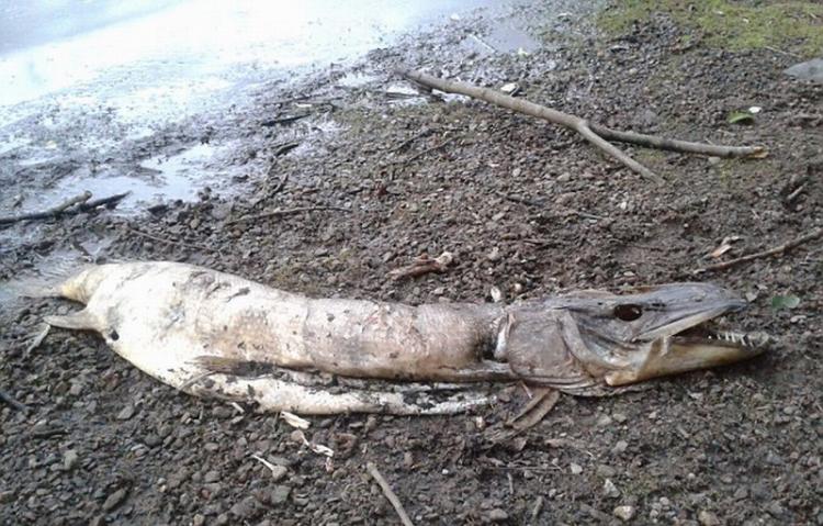 在大曼彻斯特区罗奇代尔霍林沃斯湖岸边发现的湖怪尸体已经在社交媒体上引发激烈争论