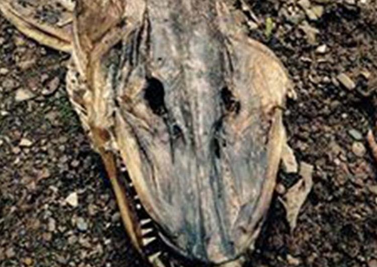 32岁的销售员贝克特说，他与女友漫步时发现这只怪兽尸体，感到十分吃惊。