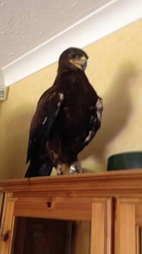 英国多塞特郡一只翼展达1.2米的俄罗斯草原鹰飞入居民家中