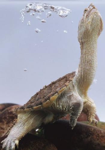 中国软甲龟