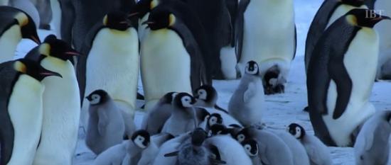 企鹅造型的机器车潜进企鹅群体中，小宝宝们不知情还跟它打成一片。