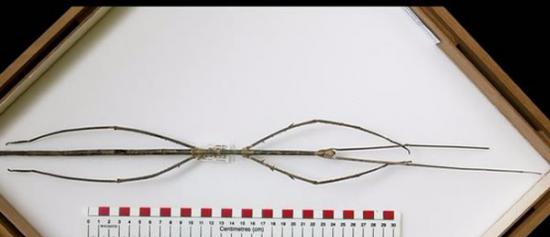 世界上最长的昆虫：婆罗洲的陈氏竹节虫(Phobaeticus chani)