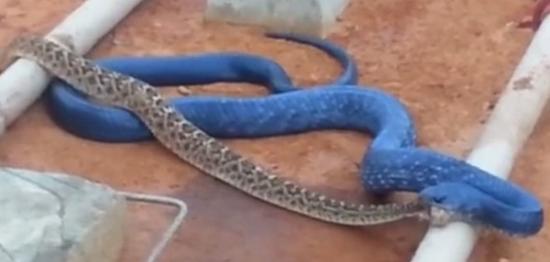美国德州：北美最巨大的深蓝色森王蛇(indigo snake)在路边吞响尾蛇