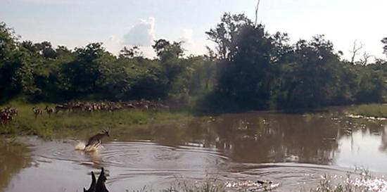 当大部分的种群同胞都在水边犹豫时，这只黑斑羚似乎并没有意识到水中的鳄鱼，它直接下水试图到水的另一岸。