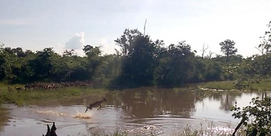 这只黑斑羚慢慢靠近了隐藏在水中的鳄鱼。