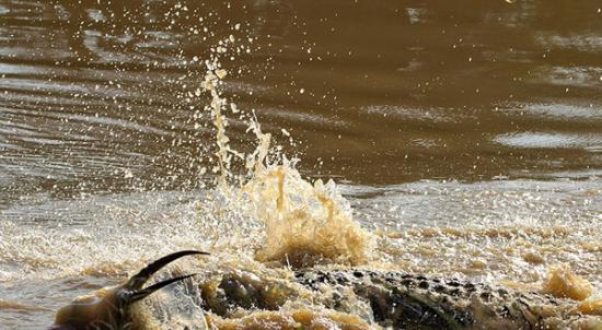 黑斑羚被渐渐拖入水中。