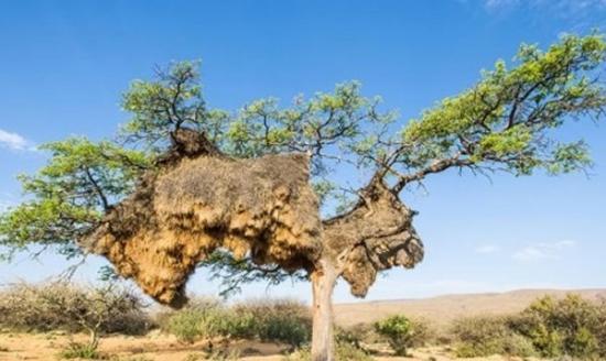 非洲大树藏一千公斤巨型鸟巢