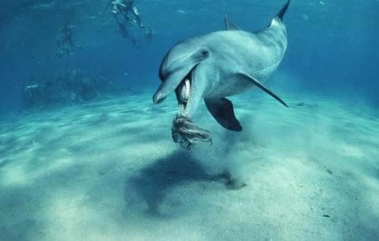 最新研究发现海豚和鲸鱼只保留品味咸味的能力