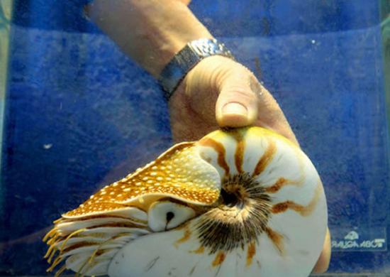 日本水族馆饲养的“最长寿”鹦鹉螺刷新世界纪录