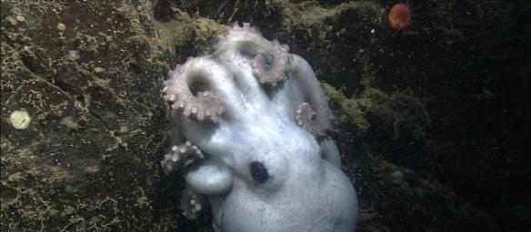 这条深海章鱼（北方太平洋谷蛸）在蒙特利峡谷底部附近的一个礁石上花了4年半时间孵育其鱼卵，那里位于海平面以下约1400米（4600英尺）。