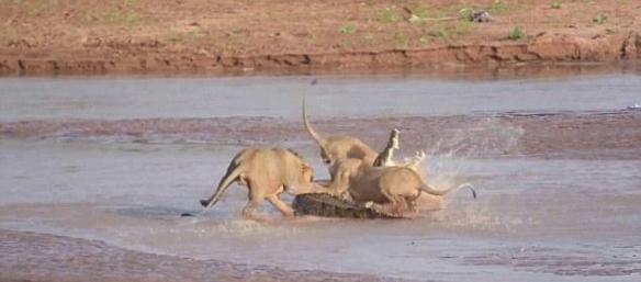 肯尼亚生态保护区母狮群围攻大鳄鱼