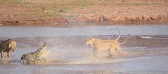 肯尼亚生态保护区母狮群围攻大鳄鱼