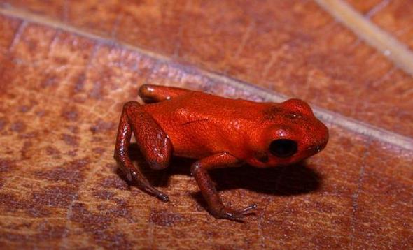 这种新确定的毒箭蛙新品种体型迷你，小到足以放到人的指甲上