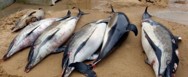 过度捕鱼肇祸？法国大西洋沿岸1月起至今1100海豚横尸海滩