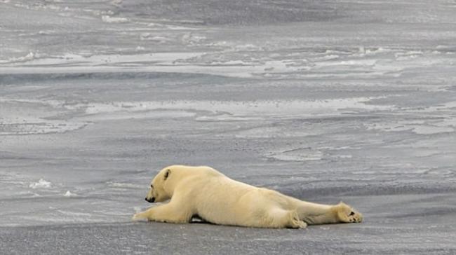 加拿大北极群岛北极熊展现机智：平铺身体借腹部滑过薄冰
