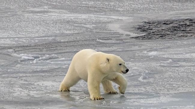 加拿大北极群岛北极熊展现机智：平铺身体借腹部滑过薄冰