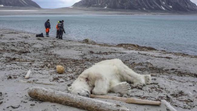 挪威一只北极熊因攻击观光邮轮员工被开枪打死