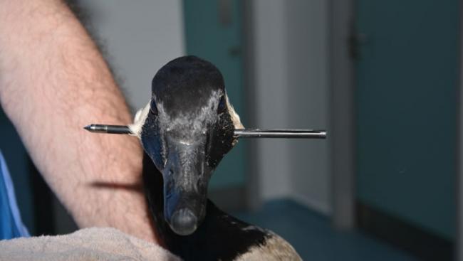英国伯明翰公园一只野生鹅头部被十字弓箭刺穿仍在游泳