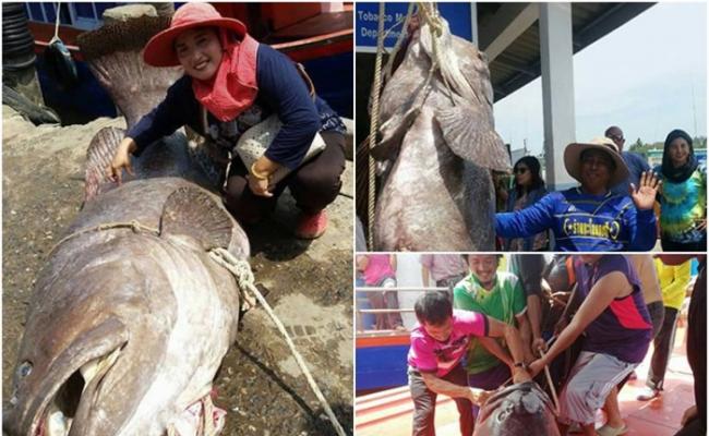 泰国渔钓起重达198公斤的深海野生巨型石斑鱼