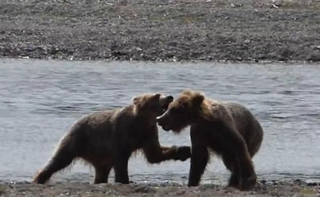 美国卡特迈国家公园和自然保护区两只幼熊岸边摔角