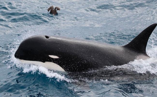 智利南部发现罕见品种杀人鲸（虎鲸）Type D