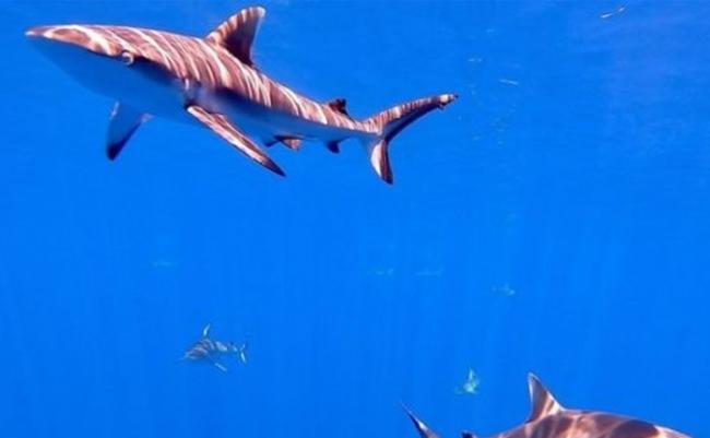 鲨鱼数量急降 英国科学家提出使用卫星扫描技术监测打击非法捕鱼