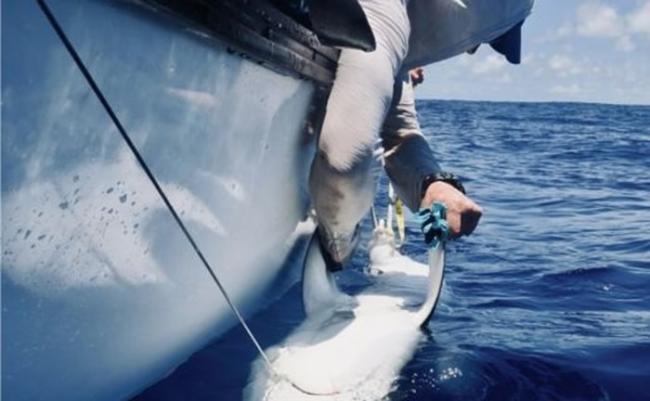 研究人员为鲨鱼戴上电子标签。