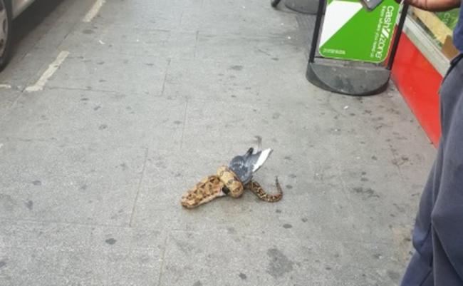 英国伦敦街头大蟒蛇吃掉死鸽子 组织忧有人弃养
